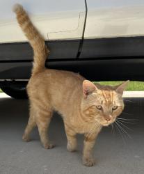 Found/Stray Male Cat last seen Turnberry Park Neighborhood, Gardendale, AL 35071