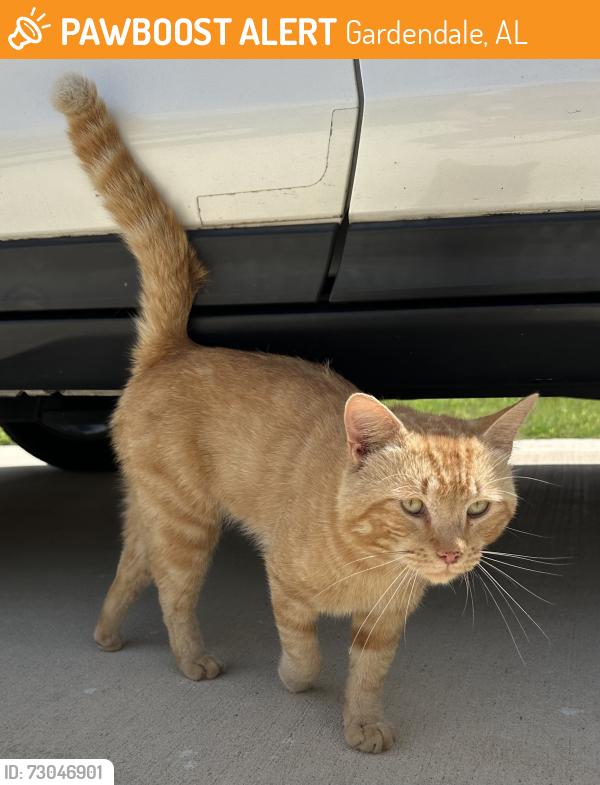 Found/Stray Male Cat last seen Turnberry Park Neighborhood, Gardendale, AL 35071