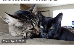 Lost Male Cat last seen Pilot , San Diego, CA 92154