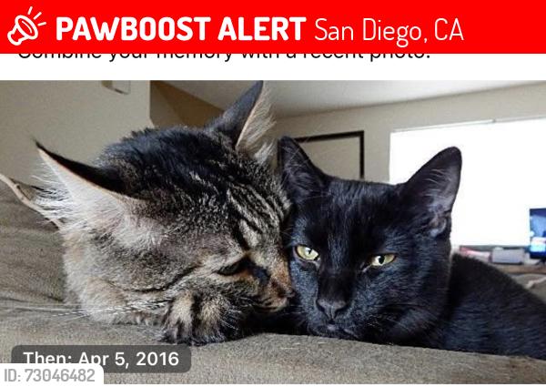 Lost Male Cat last seen Pilot , San Diego, CA 92154