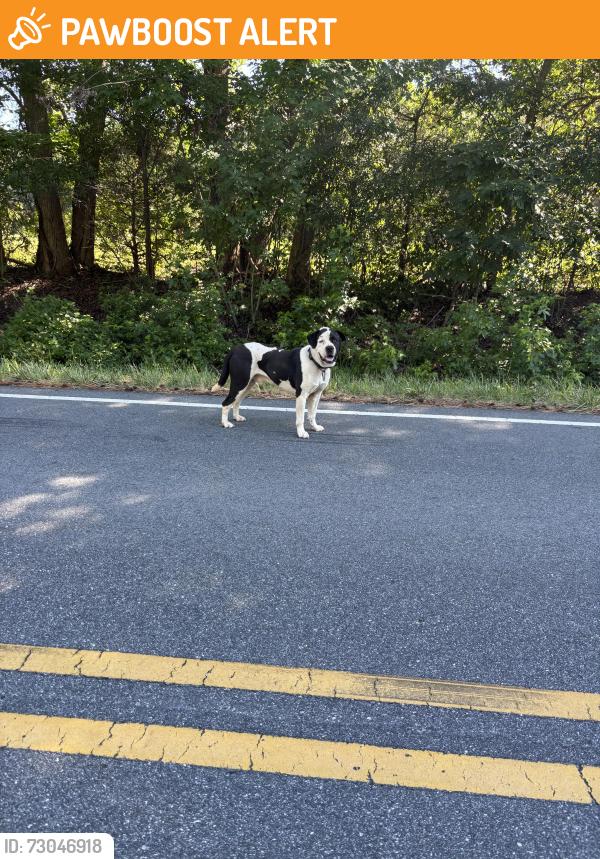 Found/Stray Male Dog last seen Crutchfield Crossroads, Crutchfield Crossroads, NC 27344