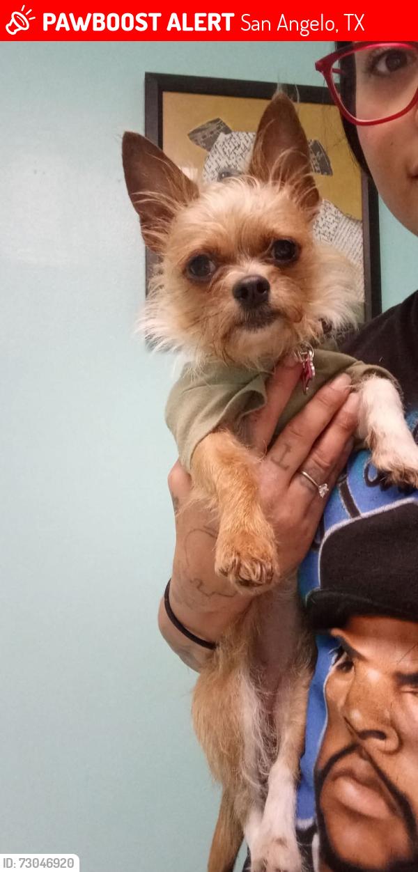 Lost Female Dog last seen W. 18th and far, San Angelo, TX 76903