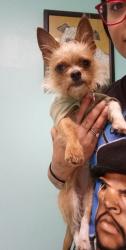 Lost Female Dog last seen W. 18th and far, San Angelo, TX 76903