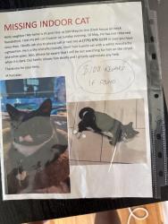 Lost Male Cat last seen newport ave & maycox ave, Norfolk, VA 23505