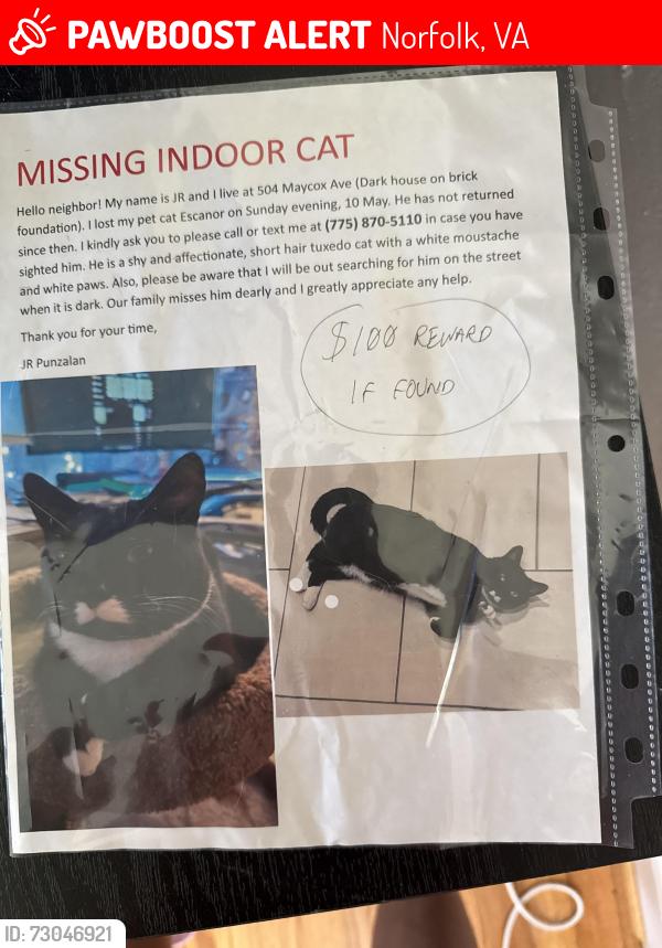 Lost Male Cat last seen newport ave & maycox ave, Norfolk, VA 23505