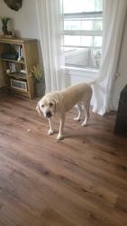 Lost Male Dog last seen West of R57, Indianola, IA 50125