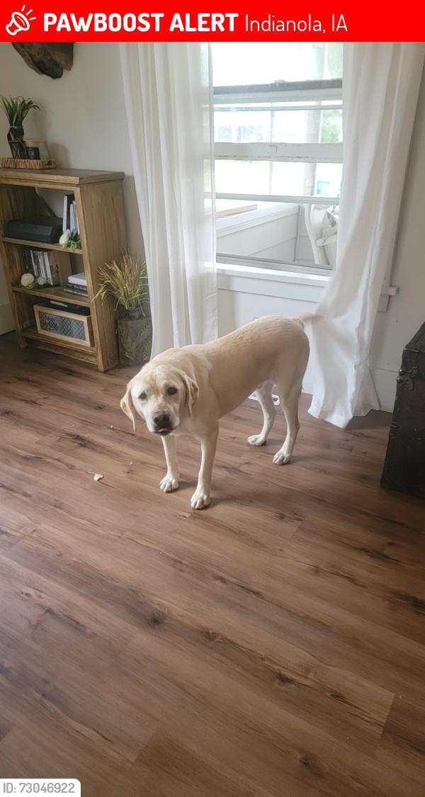 Lost Male Dog last seen West of R57, Indianola, IA 50125
