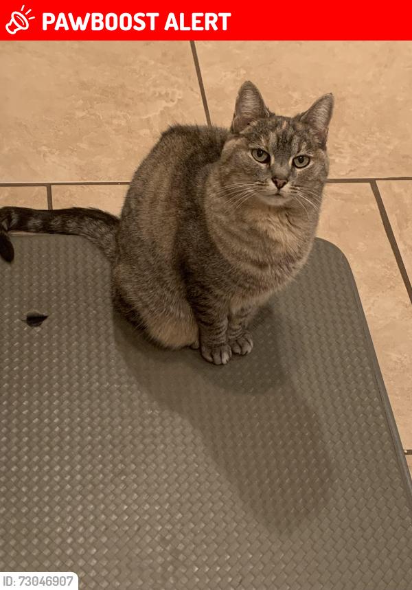 Lost Female Cat last seen Kirby road , Turtlecreek Township, OH 45036