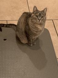 Lost Female Cat last seen Kirby road , Turtlecreek Township, OH 45036