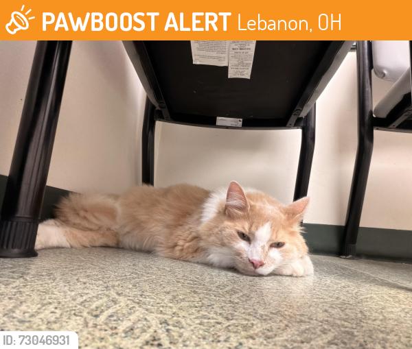 Found/Stray Male Cat last seen Near bunnell hill , Lebanon, OH 45036