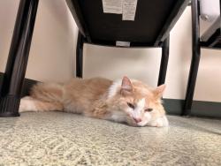 Found/Stray Male Cat last seen Near bunnell hill , Lebanon, OH 45036