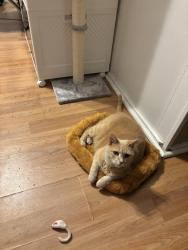 Lost Female Cat last seen New york ave and 15th cross street  , St. Cloud, FL 34769