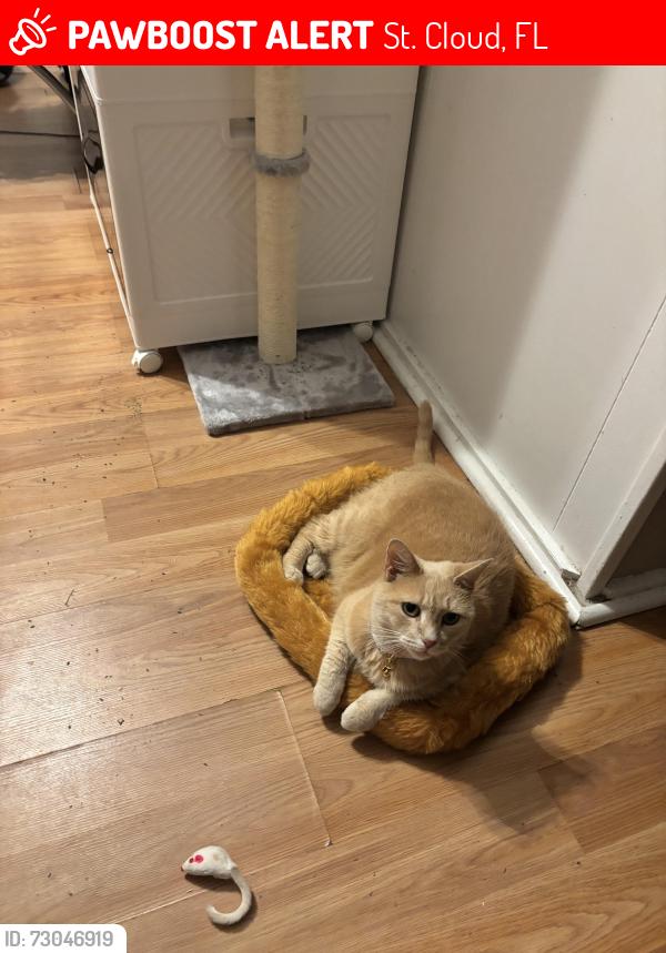 Lost Female Cat last seen New york ave and 15th cross street  , St. Cloud, FL 34769