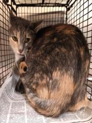 Shelter Stray Female Cat last seen , 3201 Lacy St, Los Angeles, CA 90031, USA