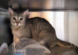 Shelter Stray Female Cat last seen , 3201 Lacy St, Los Angeles, CA 90031, USA