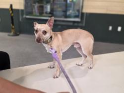 Shelter Stray Male Dog last seen , 3201 Lacy St, Los Angeles, CA 90031, USA