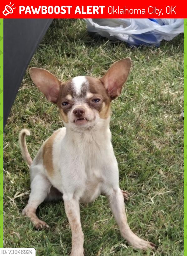 Lost Male Dog last seen 56th st S Santa Fe ave okc, Oklahoma City, OK 73139