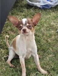 Lost Male Dog last seen 56th st S Santa Fe ave okc, Oklahoma City, OK 73139