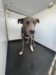 Shelter Stray Male Dog last seen Near BLK BAKERS ST, BAKERSFIELD CA, 201 S Mt Vernon Ave, Bakersfield, CA 93307, USA