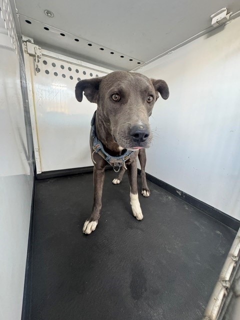 Shelter Stray Male Dog last seen Near BLK BAKERS ST, BAKERSFIELD CA, 201 S Mt Vernon Ave, Bakersfield, CA 93307, USA