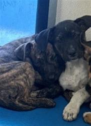Shelter Stray Female Dog last seen Near BLK BAKERS ST, BAKERSFIELD CA, 201 S Mt Vernon Ave, Bakersfield, CA 93307, USA