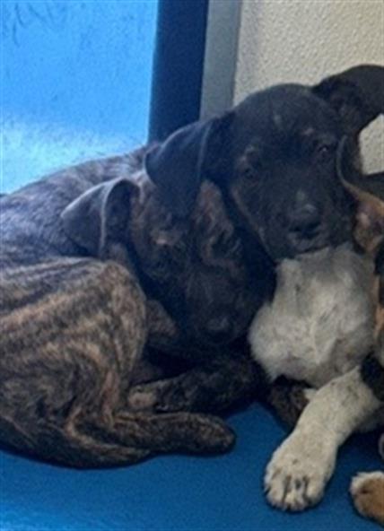 Shelter Stray Female Dog last seen Near BLK BAKERS ST, BAKERSFIELD CA, 201 S Mt Vernon Ave, Bakersfield, CA 93307, USA