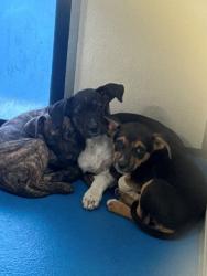 Shelter Stray Male Dog last seen Near BLK BAKERS ST, BAKERSFIELD CA, 201 S Mt Vernon Ave, Bakersfield, CA 93307, USA