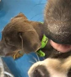 Shelter Stray Male Dog last seen Near BLK BAKERS ST, BAKERSFIELD CA, 201 S Mt Vernon Ave, Bakersfield, CA 93307, USA