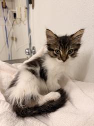 Shelter Stray Male Cat last seen GROCERY OUTLET/HARDER, 16 Barnes Ct, Hayward, CA 94544, USA
