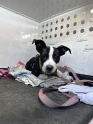 Shelter Stray Male Dog last seen Near BLK BAKERS ST, BAKERSFIELD CA, 201 S Mt Vernon Ave, Bakersfield, CA 93307, USA