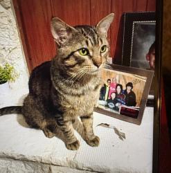 Lost Male Cat last seen Richard/Main st ( hurricane carwash), Isanti, MN 55040