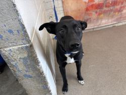 Shelter Stray Female Dog last seen Near BLOCK S GOLDEN, 333 Chandler Pl, San Bernardino, CA 92408, USA
