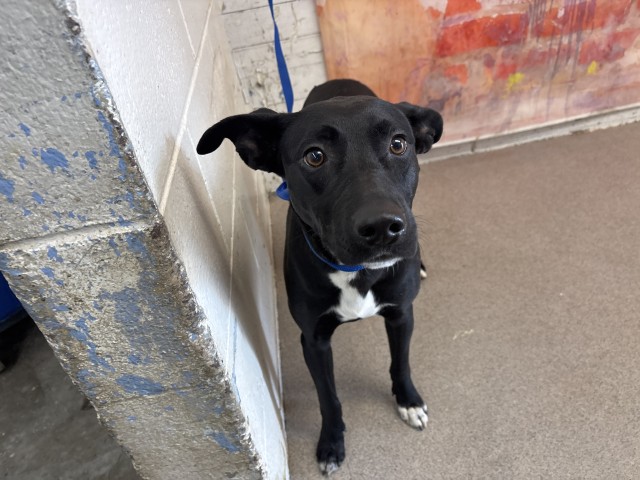 Shelter Stray Female Dog last seen Near BLOCK S GOLDEN, 333 Chandler Pl, San Bernardino, CA 92408, USA