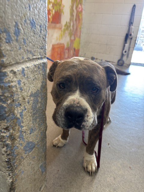 Shelter Stray Male Dog last seen Near BLOCK N. AYALA DR., 333 Chandler Pl, San Bernardino, CA 92408, USA