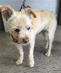 Shelter Stray Male Dog last seen , 11361 W Pico Blvd, Los Angeles, CA 90064, USA