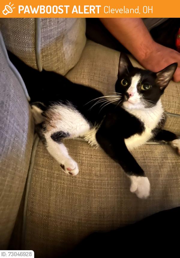 Found/Stray Female Cat last seen W 59th st, Cleveland, OH 44113