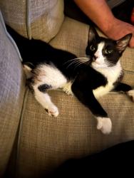 Found/Stray Female Cat last seen W 59th st, Cleveland, OH 44113