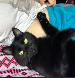 Lost Female Cat last seen Hill Rd & lancaster, Boise, ID 83702