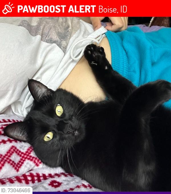 Lost Female Cat last seen Hill Rd & lancaster, Boise, ID 83702