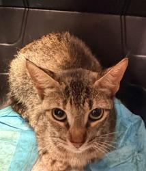 Shelter Stray Female Cat last seen Near BLOCK DERRINGER RD, 2020 Forest St, Jacksonville, FL 32204, USA