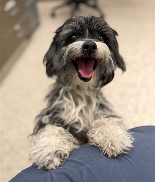 Shelter Stray Female Dog last seen 96TH AND TOWER, 12155 Park Blvd, Brighton, CO 80601, USA