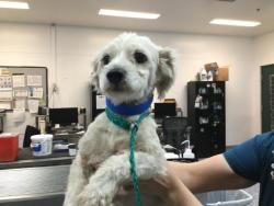 Shelter Stray Male Dog last seen Near BLOCK KING STREET, INDIO CA 92201, Thousand Palms, CA, USA