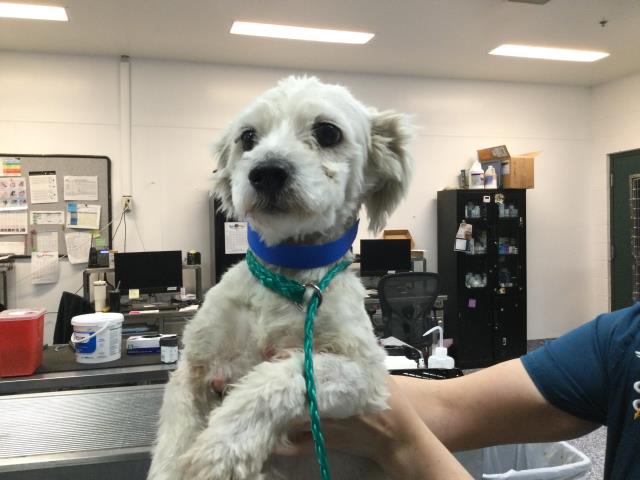 Shelter Stray Male Dog last seen Near BLOCK KING STREET, INDIO CA 92201, Thousand Palms, CA, USA