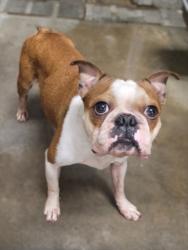 Shelter Stray Male Dog last seen , 14409 Vanowen St, Van Nuys, CA 91405, USA