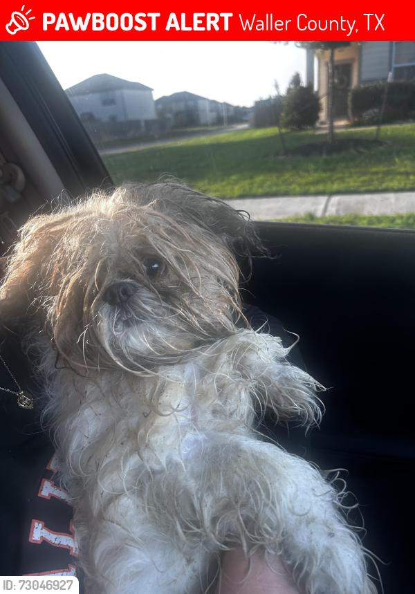Lost Male Dog last seen Kingsland Blvd and Igloo Road , Waller County, TX 77423