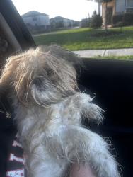 Lost Male Dog last seen Kingsland Blvd and Igloo Road , Waller County, TX 77423
