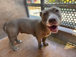 Shelter Stray Female Dog last seen , 14409 Vanowen St, Van Nuys, CA 91405, USA