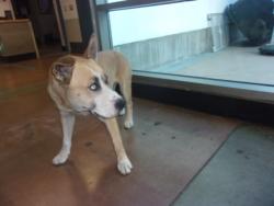 Shelter Stray Male Dog last seen , 14409 Vanowen St, Van Nuys, CA 91405, USA