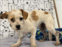 Shelter Stray Male Dog last seen , 957 N Gaffey St, San Pedro, CA 90731, USA