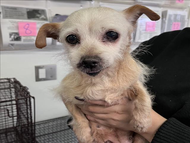 Shelter Stray Female Dog last seen , 1850 W 60th St, Los Angeles, CA 90047, USA